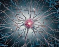 The Impact of Acetylcholine on Neurological Disorders